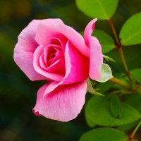 Доброе утро :: Юрий. Шмаков