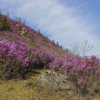 Цветение маральника в Горном Алтае :: елена беликова Цветение маральника в Горном Алтае :: елена беликова