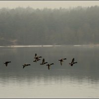 *** :: Aleksandr Gal *** :: Aleksandr Gal