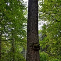ПЕТРОВСКОЕ, вотчина Ганнибалов. :: Виктор Осипчук