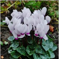 ПОДАРОК ОСЕНИ... :: Elvira E. 