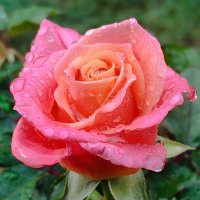 Розы декабря :: Светлана Тихонина