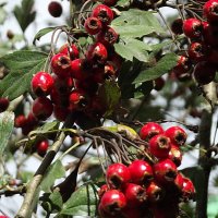 Боярышник :: Freddy 97 Боярышник :: Freddy 97