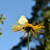 Летом :: AleksSPb Лесниченко