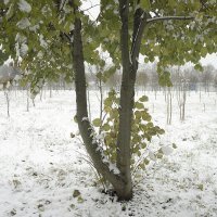 *** :: Владимир Носов