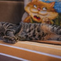 "Скумбрия" :: Вадим 