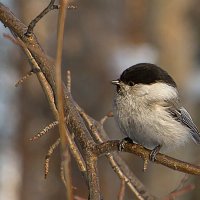 На веточке... :: Андрей Пристяжнюк