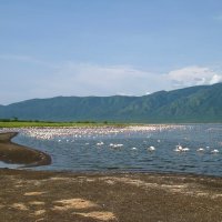 Малые фламинго на озере Богория, в Кении. :: unix (Илья Утропов) Малые фламинго на озере Богория, в Кении. :: unix (Илья Утропов)