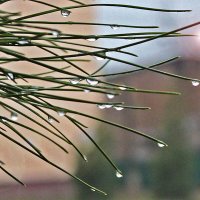 Рассыпался бисер по веткам... :: Светлана 