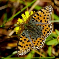 опять про бабочек...153 :: Александр Прокудин