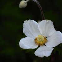 Ветреница лесная. :: Юрий Полторыхин.