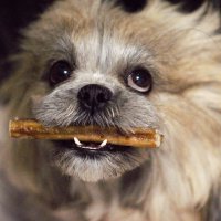 Хозяин я тебе любимую косточку принесла! Поиграй со мной! :: Юрий Полторыхин.