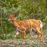 Африканская антилопа Ньяла :: Aleksey Afonin Африканская антилопа Ньяла :: Aleksey Afonin