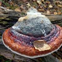 Лесная шляпка. :: nadyasilyuk Вознюк Лесная шляпка. :: nadyasilyuk Вознюк