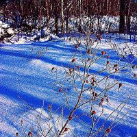 Январь.Левобережье Юганской Оби... :: Владимир 