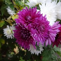 Астры :: PRP Астры :: PRP