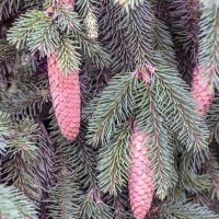 Шишечки :: Валерий Иванович Шишечки :: Валерий Иванович