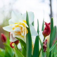 Весенние воспоминания :: Олег Загорулько Весенние воспоминания :: Олег Загорулько