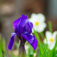 Ирис :: Олег Загорулько Ирис :: Олег Загорулько