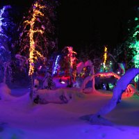 В таинственном лесу :: Ольга В таинственном лесу :: Ольга