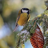 Синичка на елке :: елена беликова Синичка на елке :: елена беликова
