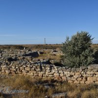 Природа Крыма :: Amazing Cosmea