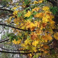 Краски ноября :: Рита Симонова Краски ноября :: Рита Симонова