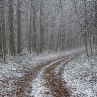 В невесомой вуали тумана... :: Наталья Димова