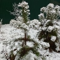 Неужели зима? ! :: veilins veilins Неужели зима? ! :: veilins veilins