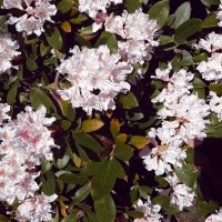 Весенние рододендроны :: Liudmila LLF Весенние рододендроны :: Liudmila LLF