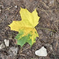 Это было недавно… :: Ольга Савельева 