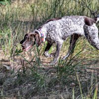 Бегущая лесом :: Alexandеr P