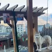 Хаски Хутор на Роза Хутор :: Ирэн 