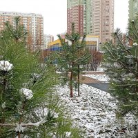 Зима пришла :: Татьяна Тюменка Зима пришла :: Татьяна Тюменка