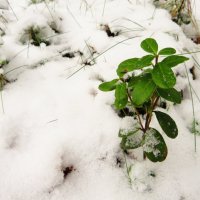 Зелёная под снегом :: Андрей Снегерёв