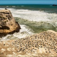 Новая Зеландия. :: Aleks Lebedev