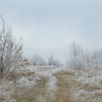 Зимняя степь...иней... :: Надежда Куркина 