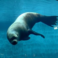 Ластоногие :: <<< Наташа >>> Ластоногие :: <<< Наташа >>>