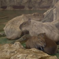 Капибары :: <<< Наташа >>> Капибары :: <<< Наташа >>>