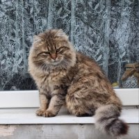 Утренний портрет :: Наталья Утренний портрет :: Наталья