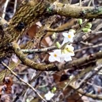 Волчеягодник :: Сапсан 