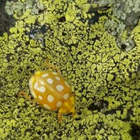 Абхазия ноябрь 2025 :: Tata Wolf Абхазия ноябрь 2025 :: Tata Wolf