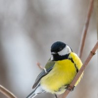 Большая синица :: Владимир Лазарев Большая синица :: Владимир Лазарев