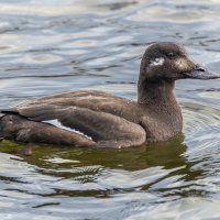 турпан. :: юрий макаров турпан. :: юрий макаров