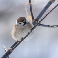 *** :: Виктор Иванович Чернюк *** :: Виктор Иванович Чернюк