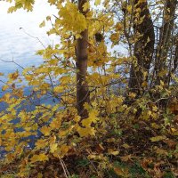 Ноябрьские зарисовки :: Рита Симонова Ноябрьские зарисовки :: Рита Симонова