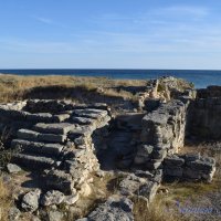 Природа Крыма :: Amazing Cosmea