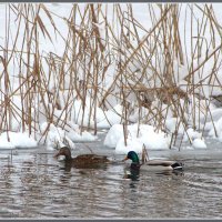 Кряквы. :: Александр. AVG100 --- Кряквы. :: Александр. AVG100 ---