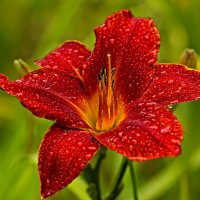 4029 :: Alex . 4029 :: Alex .