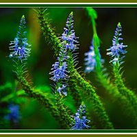 Фотозарисовка :: Владимир Кроливец Фотозарисовка :: Владимир Кроливец